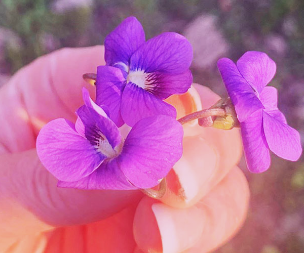 Practicing Mindfulness through Foraging (and How to Make Candied Violets)
