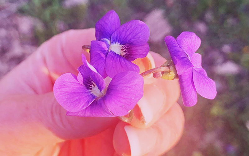 Practicing Mindfulness through Foraging (and How to Make Candied Violets)